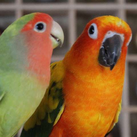 Annie's Little Parrots